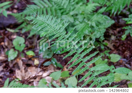 刺葉桫欏(Cyathea spinulosa),一種常見於潮濕雪松林中的蕨類植物。 刺葉桫欏(Cyathea spinulosa),一種常見於潮濕雪松林中的蕨類植物。 142964802