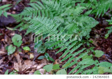 刺葉桫欏(Cyathea spinulosa),一種常見於潮濕雪松林中的蕨類植物。 刺葉桫欏(Cyathea spinulosa),一種常見於潮濕雪松林中的蕨類植物。 142964803