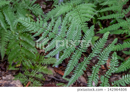 The leaves of this fern (Tougokushida) seem to have wavy edges. The leaves of this fern (Tougokushida) seem to have wavy edges. 142964806
