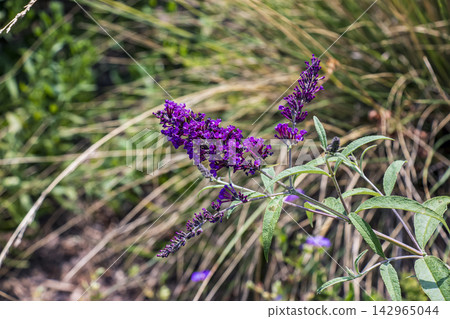 Multiple Purple Butterfly Bush Flower Spikes Among Green Leaves Multiple Purple Butterfly Bush Flower Spikes Among Green Leaves 142965044