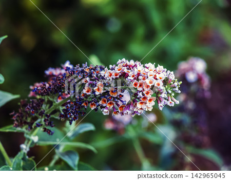 Multicolored Buddleja Davidii Flowers with White and Orange Centers 142965045