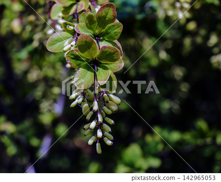 Common Barberry Leaves and Unripe Berry Cluster Close Up Common Barberry Leaves and Unripe Berry Cluster Close Up 142965053