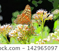 A leopard-patterned butterfly and a Eupatorium fortunei (afr20260914124221) 142965097