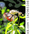 Chestnut Tiger butterfly and Eupatorium fortunei (afr20260914124316) 142965108