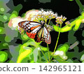 Chestnut Tiger butterfly and Eupatorium fortunei (afr20260914124302) 142965121