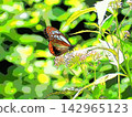 Chestnut Tiger butterfly and Eupatorium fortunei (afr20260914123706) 142965123