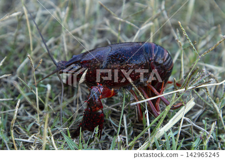 Red swamp crayfish crawls on dry grass near rice fields in Spain Red swamp crayfish crawls on dry grass near rice fields in Spain 142965245