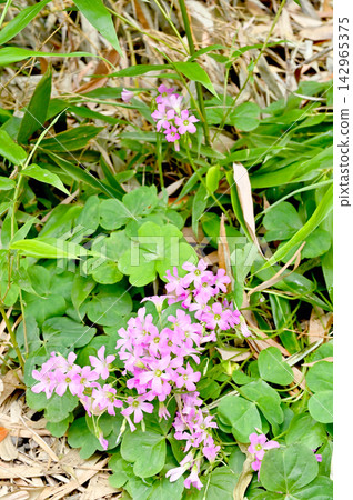 植物·Murasaki牛竹 142965375