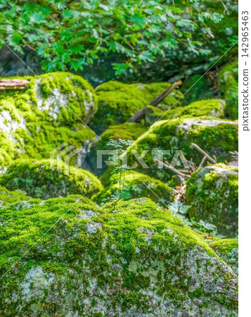 New shoots sprouting from moss-covered rocks: A symbol of vitality, nature's regeneration, sustainability, and growth. New shoots sprouting from moss-covered rocks: A symbol of vitality, nature's regeneration, sustainability, and growth. 142965463