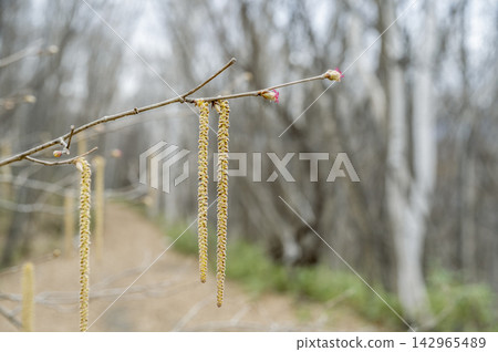 札幌市角榛樹的雄花與雌花 札幌市角榛樹的雄花與雌花 142965489