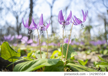 犬齒紫羅蘭（Erythronium japonicum），石芮市 142965514