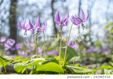 犬齒紫羅蘭（Erythronium japonicum），石芮市 142965516