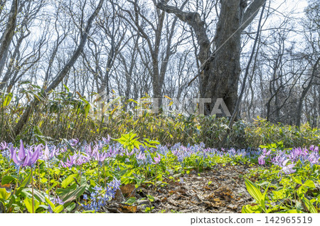 犬齒紫羅蘭(Erythronium japonicum),石芮市 犬齒紫羅蘭(Erythronium japonicum),石芮市 142965519