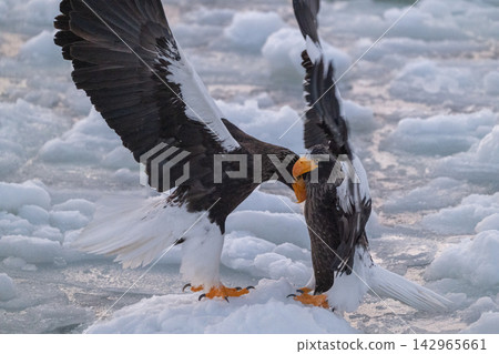 Steller's sea eagles and white-tailed eagles soaring over drift ice at sunrise - Shiretoko, Rausu Steller's sea eagles and white-tailed eagles soaring over drift ice at sunrise - Shiretoko, Rausu 142965661