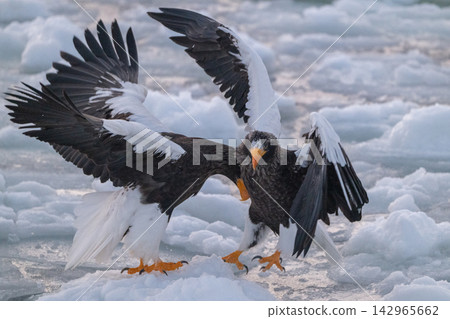 Steller's sea eagles and white-tailed eagles soaring over drift ice at sunrise - Shiretoko, Rausu Steller's sea eagles and white-tailed eagles soaring over drift ice at sunrise - Shiretoko, Rausu 142965662