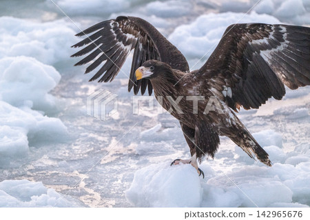 Steller's sea eagles and white-tailed eagles soaring over drift ice at sunrise - Shiretoko, Rausu Steller's sea eagles and white-tailed eagles soaring over drift ice at sunrise - Shiretoko, Rausu 142965676