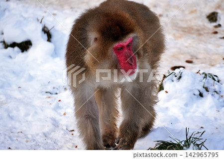 Japanese macaque (Maruyama Zoo, Sapporo) Japanese macaque (Maruyama Zoo, Sapporo) 142965795