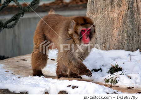 Japanese macaque (Maruyama Zoo, Sapporo) Japanese macaque (Maruyama Zoo, Sapporo) 142965796