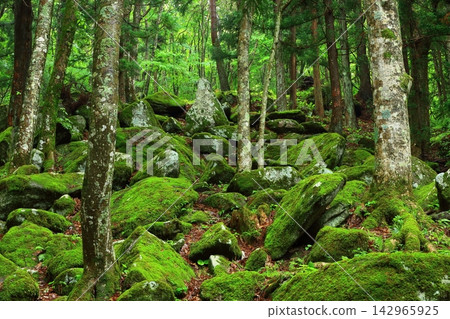 青苔離開森林 青苔離開森林 142965925
