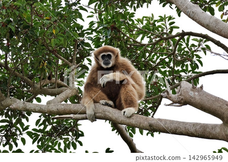 White-handed gibbon sitting on a tree looking at the camera White-handed gibbon sitting on a tree looking at the camera 142965949