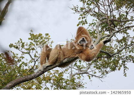 A white-handed gibbon relaxing while lying down in a tree. A white-handed gibbon relaxing while lying down in a tree. 142965950