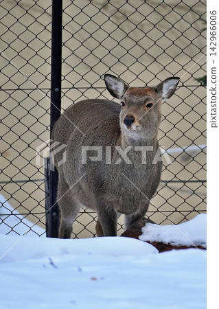 蝦夷鹿(札幌圓山動物園) 蝦夷鹿(札幌圓山動物園) 142966006