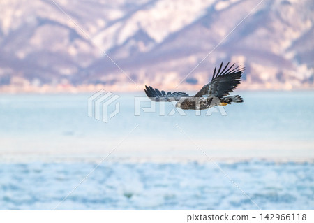 Steller's sea eagles and white-tailed eagles soaring over drift ice at sunrise - Shiretoko, Rausu Steller's sea eagles and white-tailed eagles soaring over drift ice at sunrise - Shiretoko, Rausu 142966118