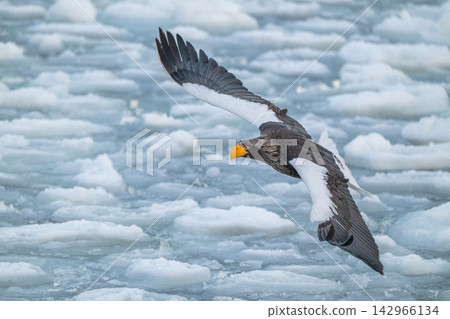 Steller's sea eagles and white-tailed eagles soaring over drift ice at sunrise - Shiretoko, Rausu Steller's sea eagles and white-tailed eagles soaring over drift ice at sunrise - Shiretoko, Rausu 142966134