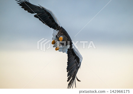 Steller's sea eagles and white-tailed eagles soaring over drift ice at sunrise - Shiretoko, Rausu Steller's sea eagles and white-tailed eagles soaring over drift ice at sunrise - Shiretoko, Rausu 142966175