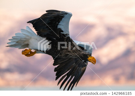 Steller's sea eagles and white-tailed eagles soaring over drift ice at sunrise - Shiretoko, Rausu Steller's sea eagles and white-tailed eagles soaring over drift ice at sunrise - Shiretoko, Rausu 142966185