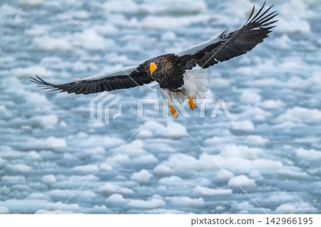 Steller's sea eagles and white-tailed eagles soaring over drift ice at sunrise - Shiretoko, Rausu Steller's sea eagles and white-tailed eagles soaring over drift ice at sunrise - Shiretoko, Rausu 142966195