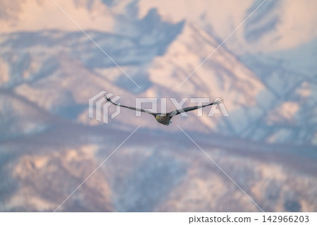 Steller's sea eagles and white-tailed eagles soaring over drift ice at sunrise - Shiretoko, Rausu Steller's sea eagles and white-tailed eagles soaring over drift ice at sunrise - Shiretoko, Rausu 142966203