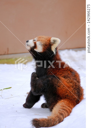 Red panda (Maruyama Zoo, Sapporo) Red panda (Maruyama Zoo, Sapporo) 142966275
