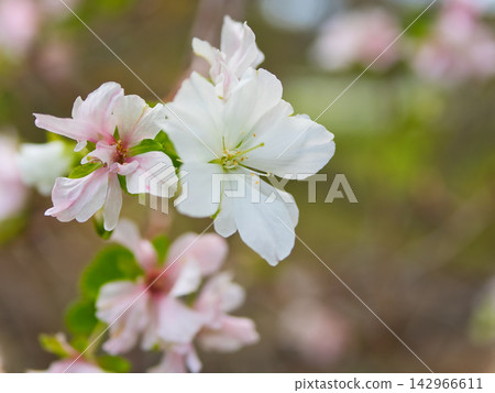 白櫻花「越之福翎」於九月盛開。 白櫻花「越之福翎」於九月盛開。 142966611
