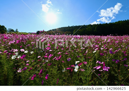 Cosmos field Cosmos field 142966625
