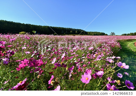 Cosmos field Cosmos field 142966633
