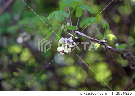 Cute Akebia flowers Cute Akebia flowers 142966829