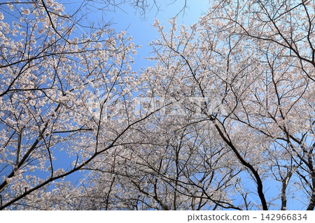 Fully bloomed, refreshing Somei Yoshino cherry blossoms. 142966834
