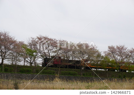 一列火車穿過一排櫻花樹和春意盎然的河畔景色。 一列火車穿過一排櫻花樹和春意盎然的河畔景色。 142966871