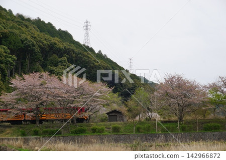 鄉村櫻花盛開的景色和一節火車車廂;春天裡,火車穿過群山,還有高壓電線。 鄉村櫻花盛開的景色和一節火車車廂;春天裡,火車穿過群山,還有高壓電線。 142966872