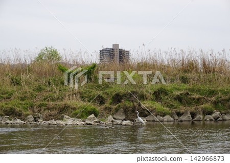 一隻白鷺站在河岸邊，河床景色盡收眼底。 142966873