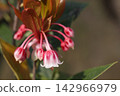 The flowers of the Hong Kong Enkianthus. 142966979