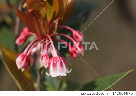 香港吊鐘花。 香港吊鐘花。 142966979