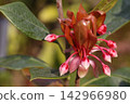 Flower buds and young leaves of Enkianthus perulatus 142966980