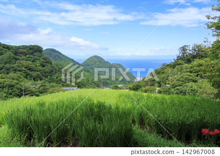 石部梯田的秋天 石部梯田的秋天 142967008