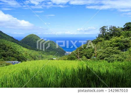 石部梯田的秋天 石部梯田的秋天 142967010