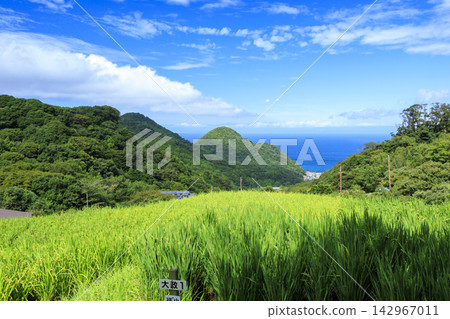 石部梯田的秋天 石部梯田的秋天 142967011