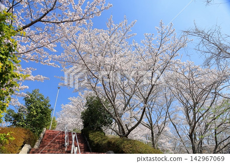 Fully bloomed, refreshing Somei Yoshino cherry blossoms. Fully bloomed, refreshing Somei Yoshino cherry blossoms. 142967069
