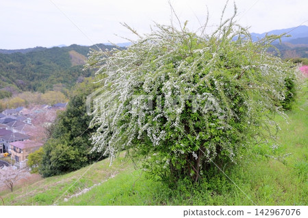 Refreshing Spiraea flower Refreshing Spiraea flower 142967076