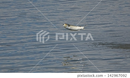 Mullet jump Mullet jump 142967092